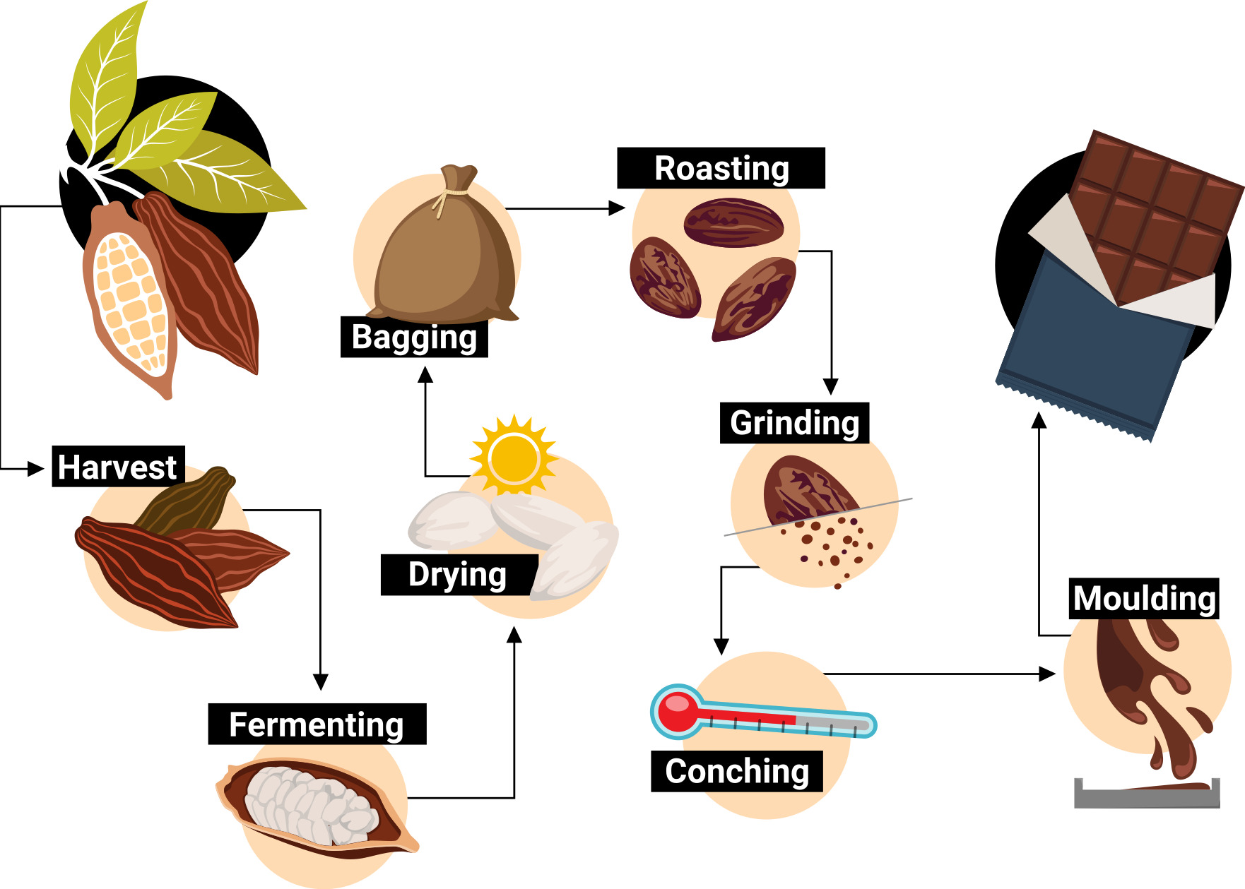 Bean to Bar Process